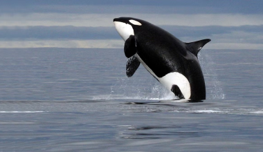 Όρκα μιμήθηκε ήχους που έμοιαζαν με ανθρώπινες λέξεις! (βίντεο)