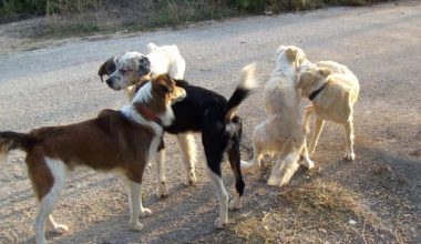 Αγέλη αδέσποτων σκύλων επιτέθηκε σε 61χρονη Γερμανία στην Πιερία – Συνελήφθη αντιδήμαρχος