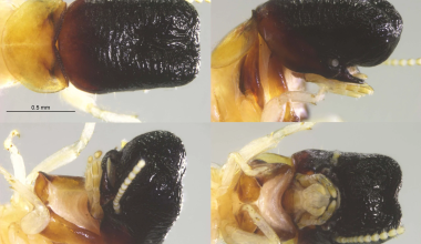Εντοπίστηκε τερμίτης σε δάσος της Ν.Αμερικής που τα χαρακτηριστικά του μοιάζουν με αυτά της… φάλαινας (φώτο)
