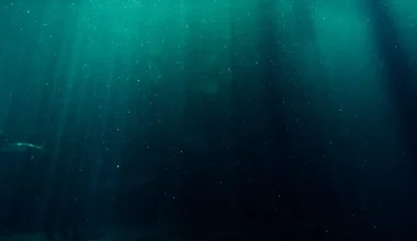 Απίστευτο: Οι ωκεανοί «σκοτεινιάζουν» – Τα υποθαλάσσια οικοσυστήματα σε κίνδυνο