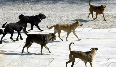 Αγέλη αδέσποτων σκυλιών επιτέθηκε σε 61χρονη τουρίστρια σε χωριό της Πιερίας: Συνελήφθη ο αντιδήμαρχος της περιοχής