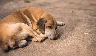 Θεσσαλονίκη: 43χρονος κακοποιούσε σκύλο μπροστά στα μάτια 33χρονης – Συνελήφθησαν και οι δύο