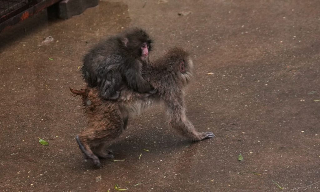 Ο Punch «ενηλικιώνεται»: Αφήνει το λούτρινο αρκουδάκι του – Προσαρμόζεται και κάνει νέους φίλους (φώτο)