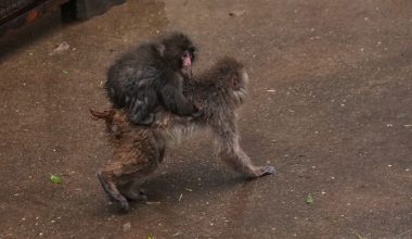 Ο Punch «ενηλικιώνεται»: Αφήνει το λούτρινο αρκουδάκι του – Προσαρμόζεται και κάνει νέους φίλους (φώτο)