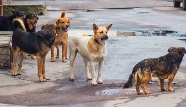 Εύβοια: Θύμα άγριας επίθεσης από αδέσποτο σκύλο έπεσε γυναίκα στα Ψαχνά