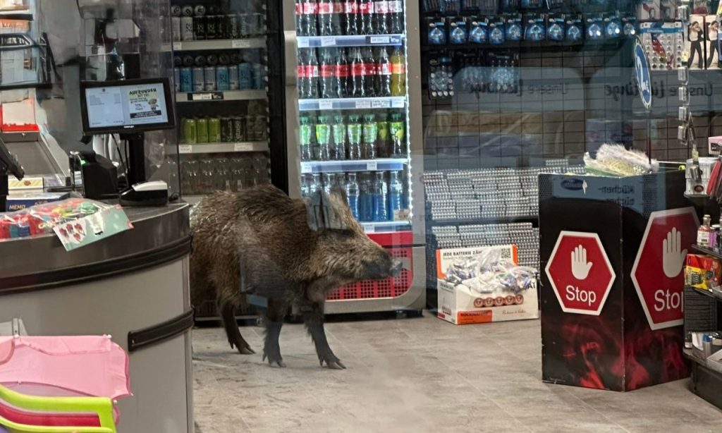 Αγριογούρουνο έκανε ανενόχλητο βόλτες μέσα σε εμπορικό κέντρο της Γερμανίας (φωτο)