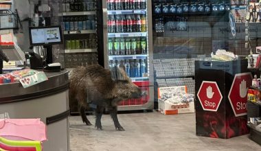 Αγριογούρουνο έκανε ανενόχλητο βόλτες μέσα σε εμπορικό κέντρο της Γερμανίας (φωτο)