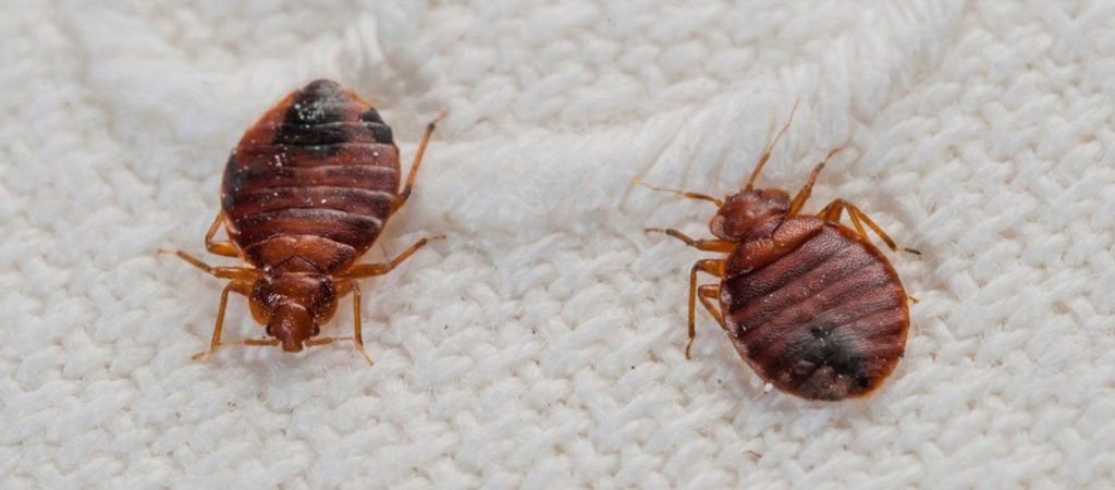 «Τα ακάρεα είναι κίνδυνος για την υγεία μας»: Μύθος ή πραγματικότητα;