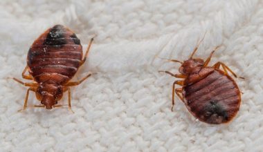 «Τα ακάρεα είναι κίνδυνος για την υγεία μας»: Μύθος ή πραγματικότητα;