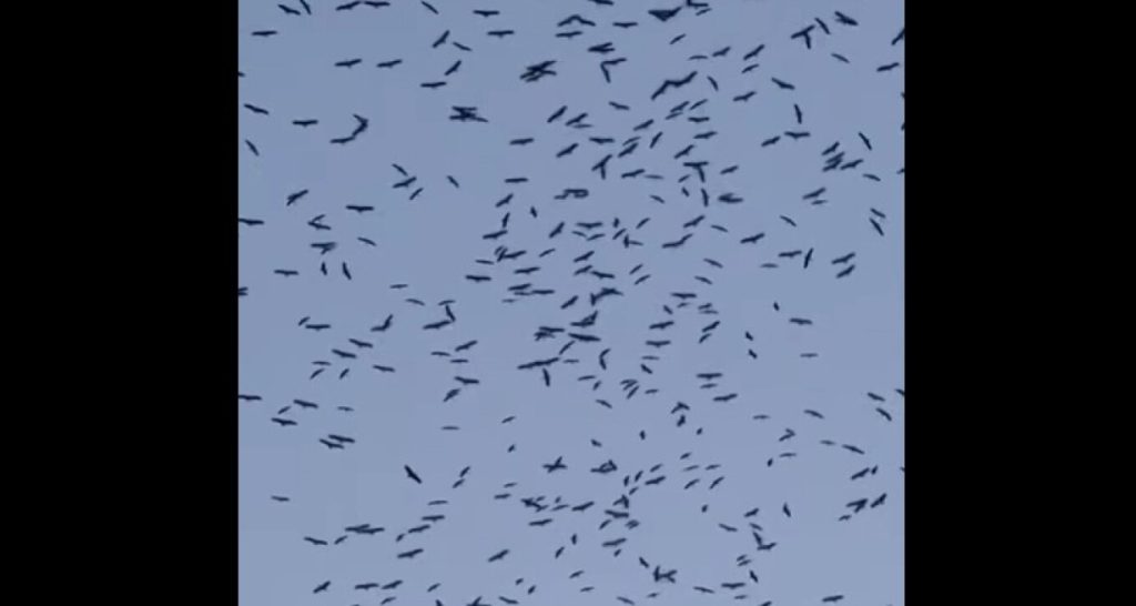 Βίντεο: Χιλιάδες πελαργοί διασχίζουν τον ουρανό του Λιβάνου πηγαίνοντας προς τους τόπους αναπαραγωγής τους