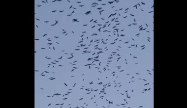Βίντεο: Χιλιάδες πελαργοί διασχίζουν τον ουρανό του Λιβάνου πηγαίνοντας προς τους τόπους αναπαραγωγής τους
