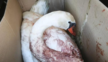 Ασυνείδητοι πυροβόλησαν κύκνο στον Αμβρακικό: Το πτηνό μεταφέρθηκε αιμόφυρτο με ειδικό κιβώτιο (βίντεο)