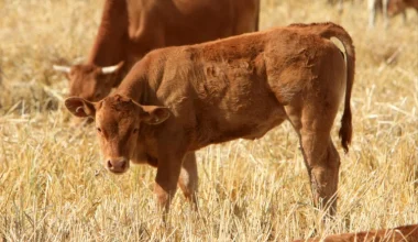 Λέσβος: «Φρένο» στην αγορά γάλακτος και παραγωγών του σε όλο το νησί λόγω κρούσματος αφθώδους πυρετού
