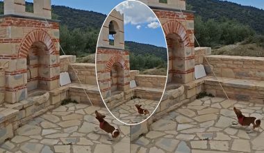 Βίντεο: Σκύλος κτυπά την καμπάνα εκκλησίας σε χωριό της Κρήτης και κάνει τους πάντες να «λιώνουν»