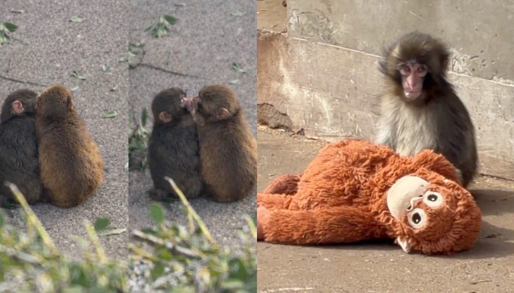 Ο μικρός πίθηκος Punch βρήκε τον έρωτα! – Τα παιχνίδια και τα φιλιά με μια θηλυκή μακάκο (βίντεο)