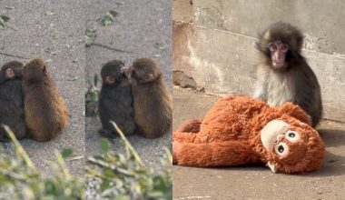 Ο μικρός πίθηκος Punch βρήκε τον έρωτα! – Τα παιχνίδια και τα φιλιά με μια θηλυκή μακάκο (βίντεο)