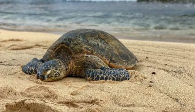 Λυπηρό γεγονός σε παραλία της Βούλας: Νεκρή μία χελώνα καρέτα καρέτα κι ένας κορμοράνος