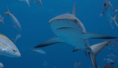 Μελέτη καταρρίπτει όσα ξέραμε για τους καρχαρίες-ταύρους: Δεν είναι αντικοινωνικοί ούτε «φύσει» επιθετικοί