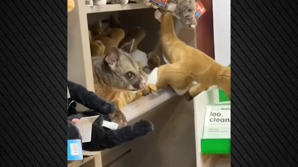 Τασμανία: Μικρό πόσουμ έψαχνε… αγκαλιές – Κρύφτηκε σε ράφι καταστήματος με λούτρινα ζωάκια (βίντεο)