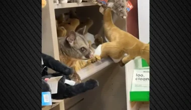 Τασμανία: Μικρό πόσουμ έψαχνε… αγκαλιές – Κρύφτηκε σε ράφι καταστήματος με λούτρινα ζωάκια (βίντεο)