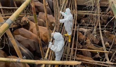 Λέσβος: Kηρύχθηκε σε κατάσταση έκτακτης ανάγκης λόγω της εμφάνισης του αφθώδη πυρετού