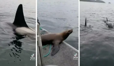 Βίντεο: Θαλάσσια λέαινα πηδάει μαζί με το μικρό της σε ένα αλιευτικό για να σωθούν από μία όρκα