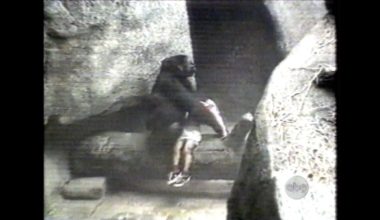 Απίστευτο: Μαμά-γορίλας έσωσε τραυματισμένο αγοράκι σε ζωολογικό κήπο – Το πήρε αγκαλιά μέχρι να έρθουν οι φύλακες