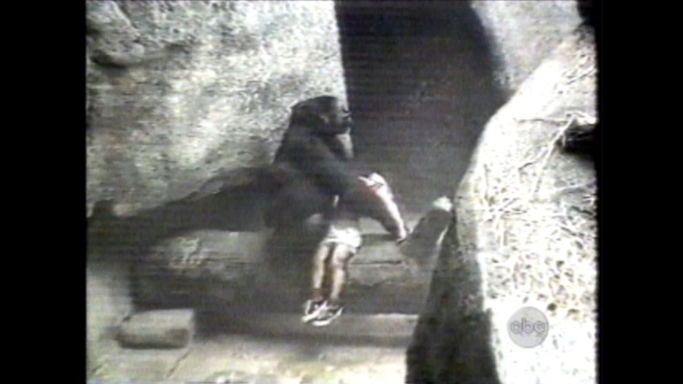 Απίστευτο: Μαμά-γορίλας έσωσε τραυματισμένο αγοράκι σε ζωολογικό κήπο – Το πήρε αγκαλιά μέχρι να έρθουν οι φύλακες