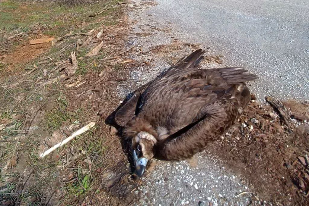 Δηλητηρίασαν 12 μαυρόγυπες στο δάσος της Δαδιάς – Νεκροί οι 9 (φώτο)