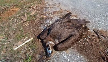 Ελληνική Ορνιθολογική Εταιρεία: «Δηλητηρίασαν 12 μαυρόγυπες στο δάσος της Δαδιάς – Νεκροί οι 9» (φώτο)