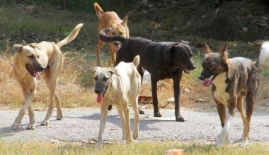 «Εφιάλτης» για γυναίκα στην Πάτρα: Δέχθηκε άγρια επίθεση από αγέλη σκύλων