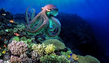 Μαζική μετανάστευση των χταποδιών προς τη θάλασσα της Μάγχης – Για ασυνήθιστο φαινόμενο μιλούν οι ειδικοί