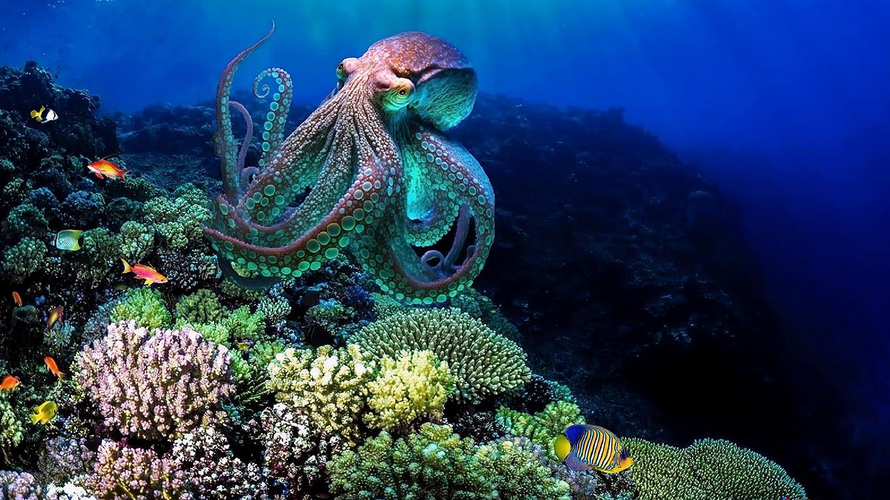 Μαζική μετανάστευση των χταποδιών προς τη θάλασσα της Μάγχης – Για ασυνήθιστο φαινόμενο μιλούν οι ειδικοί