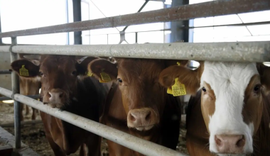 Λέσβος: Εντοπίστηκε δεύτερο κρούσμα αφθώδους πυρετού σε κτηνοτροφική μονάδα στην Πελόπη