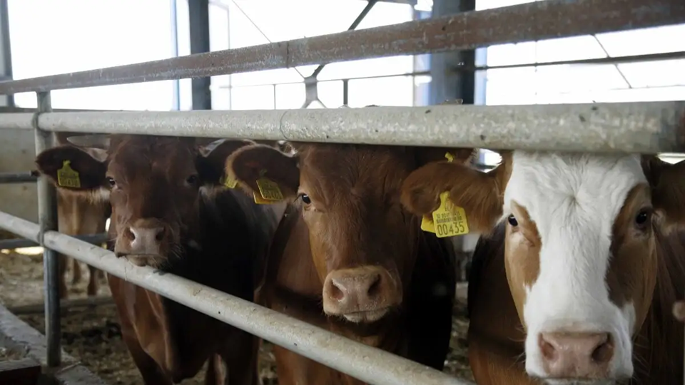 Λέσβος: Εντοπίστηκε δεύτερο κρούσμα αφθώδους πυρετού σε κτηνοτροφική μονάδα στην Πελόπη