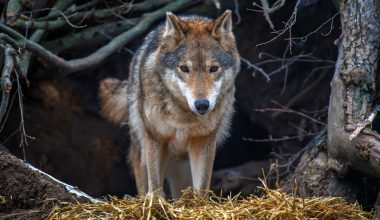 Λύκος εθεάθη έξω από σπίτια στους Θρακομακεδόνες: Περαστικοί τον κατέγραψαν μένοντας έκπληκτοι (βίντεο)