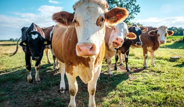 Λέσβος: «Καλπάζει» ο αφθώδης πυρετός – Έφτασαν στα πέντε τα επιβεβαιωμένα κρούσματα
