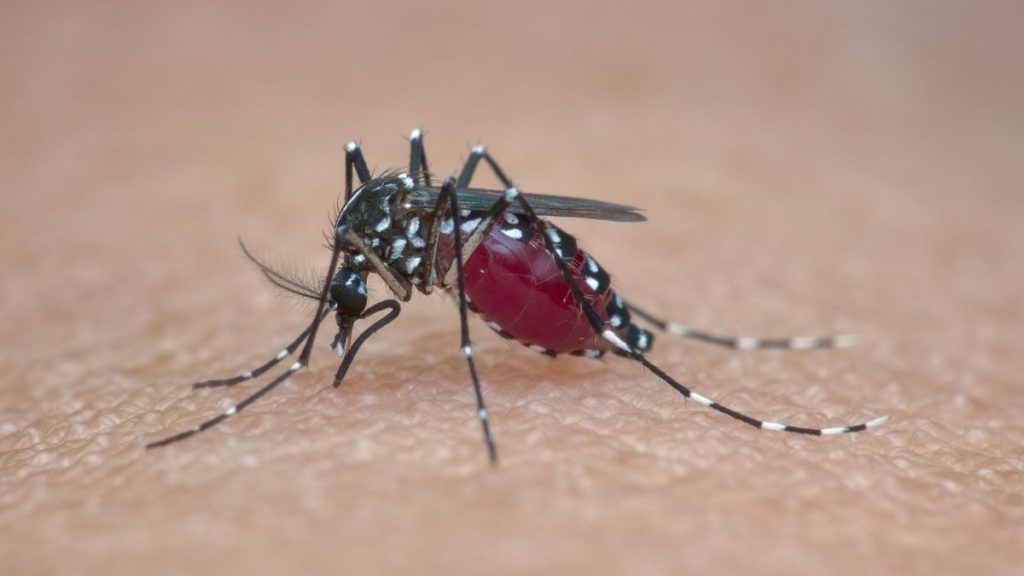 Έτσι τα κουνούπια εντοπίζουν με ακρίβεια το άτομο που θα «επιτεθούν»