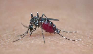 Έτσι τα κουνούπια εντοπίζουν με ακρίβεια το άτομο που θα «επιτεθούν»