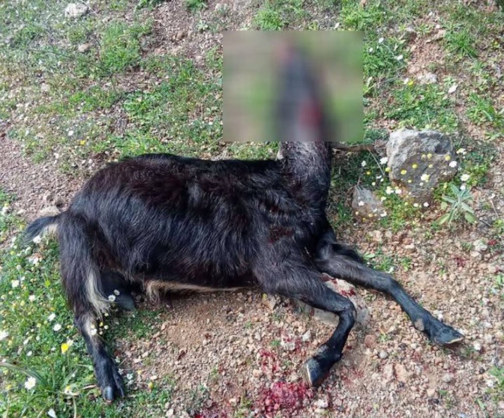 Αναστάτωση στους κτηνοτρόφους της Αιτωλοακαρνανίας: Λύκοι κατασπάραξαν αρνιά – Δείτε φωτογραφίες
