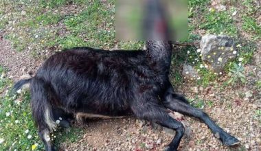 Αναστάτωση στους κτηνοτρόφους της Αιτωλοακαρνανίας: Λύκοι κατασπάραξαν αρνιά – Δείτε φωτογραφίες