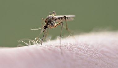 Το πιο επικίνδυνο ζώο στον κόσμο… δεν είναι αυτό που νομίζεις