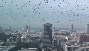 Σκηνές «Αποκάλυψης» στο Τελ Αβίβ: Χιλιάδες κοράκια «σκέπασαν» τον ουρανό!