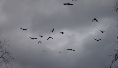 Βίντεο: Χιλιάδες κοράκια πετούν πάνω από το Τελ Αβίβ – Προάγγελος κακού;