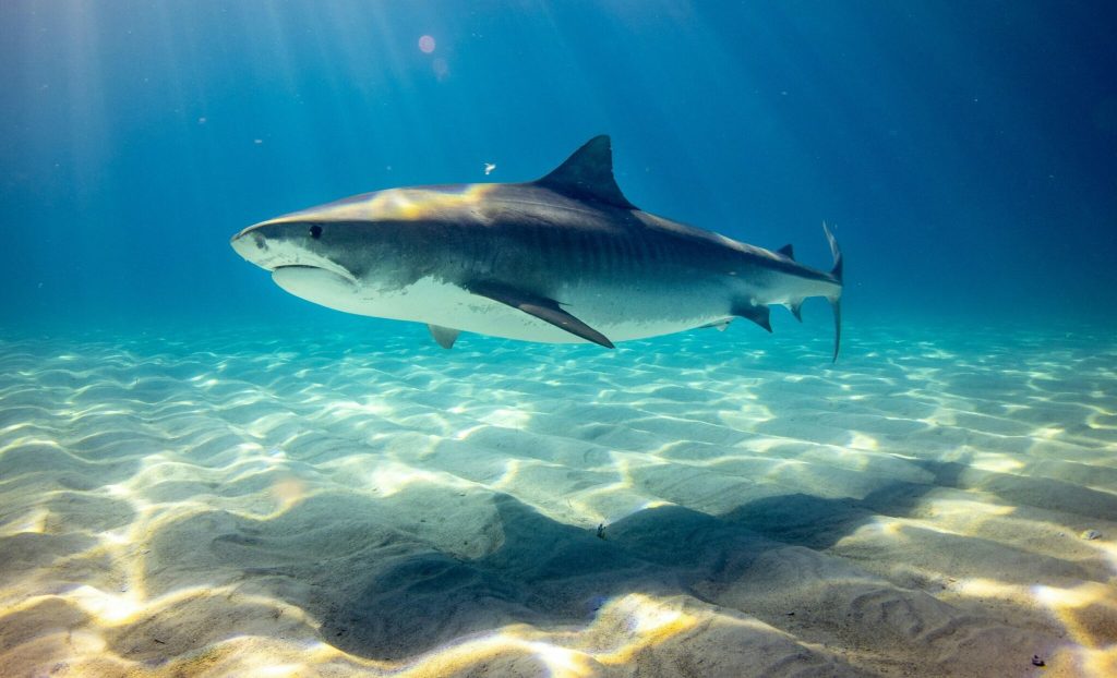 Ανησυχητικά τα ευρήματα μελέτης στις Μπαχάμες: Εντοπίστηκαν κοκαΐνη και παυσίπονα στο αίμα καρχαριών!
