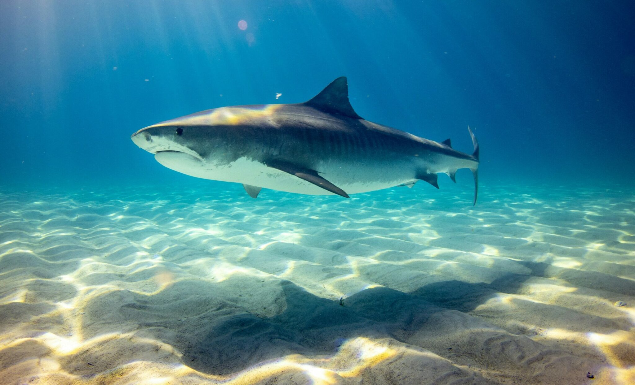 Ανησυχητικά τα ευρήματα μελέτης στις Μπαχάμες: Εντοπίστηκαν κοκαΐνη και παυσίπονα στο αίμα καρχαριών!
