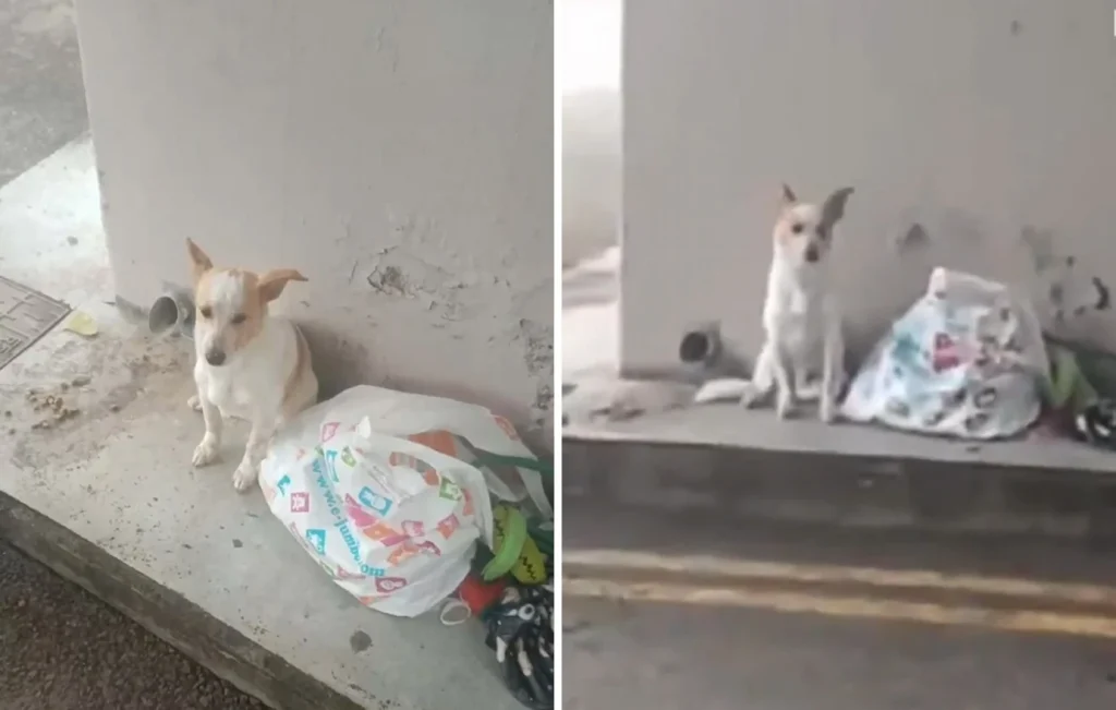 Λεμεσός: Ραγίζει καρδιές βίντεο με εγκαταλελειμμένο σκυλάκι – Έμεινε ακίνητο και περίμενε να γυρίσουν να το πάρουν