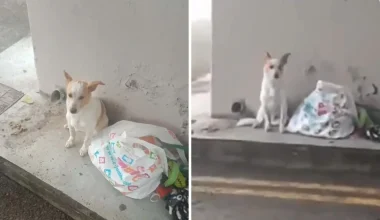 Λεμεσός: Ραγίζει καρδιές βίντεο με εγκαταλελειμμένο σκυλάκι – Έμεινε ακίνητο και περίμενε να γυρίσουν να το πάρουν