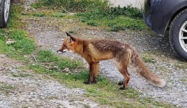 Aλεπού εθεάθη να κάνει βόλτες ανενόχλητη στη Θέρμη