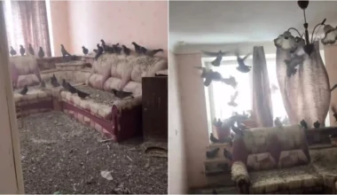Γύρισε σπίτι μετά από 3 χρόνια και βρήκε στρατό από… περιστέρια – Είχε αφήσει ανοιχτό το παράθυρο (βίντεο)